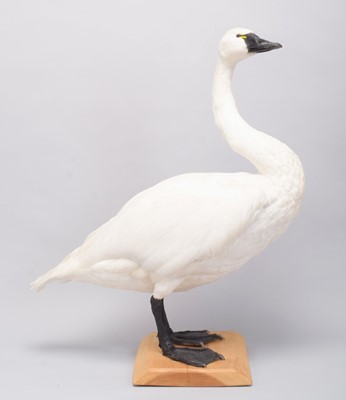 Lot 27 - Taxidermy: Tundra Swan (Cygnus columbianus),...