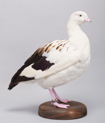 Lot 165 - Taxidermy: Andean Goose (Chloephaga...