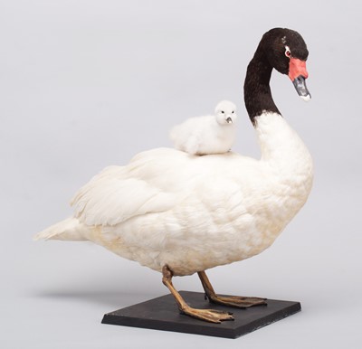 Lot 169 - Taxidermy: Black-Necked Swan and Cygnet...