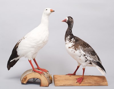 Lot 163 - Taxidermy: Andean Goose and Blue-Ross Snow...