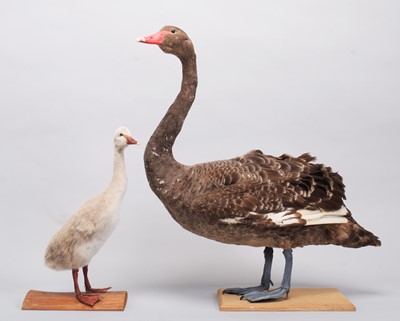 Lot 171 - Taxidermy: Black Swan and Cygnet (Cygnus...