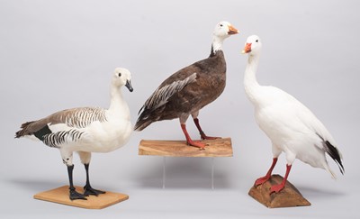 Lot 159 - Taxidermy: Greater White Snow Goose, Blue...