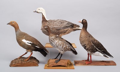 Lot 161 - Taxidermy: Emperor Goose, Ruddy-Headed Goose,...