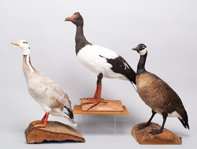 Lot 174 - Taxidermy: Bar-Headed Goose, Magpie Goose and...