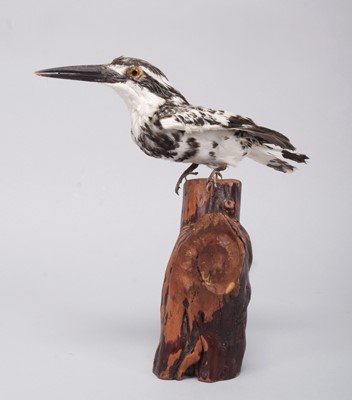 Lot 173 - Taxidermy: A Late Victorian Pied Kingfisher...