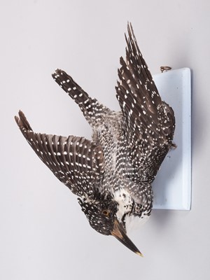 Lot 178 - Taxidermy: A Late Victorian Crested Kingfisher...