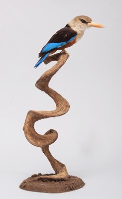 Lot 176 - Taxidermy: Grey-headed Kingfisher (Halcyon...