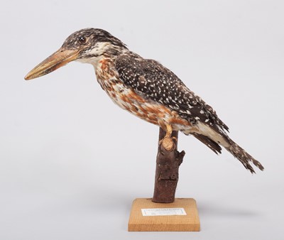 Lot 179 - Taxidermy: A Late Victorian Giant Kingfisher...