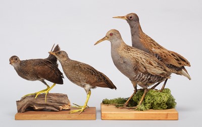 Lot 180 - Taxidermy: A Pair of Spotted Crake and a Pair...