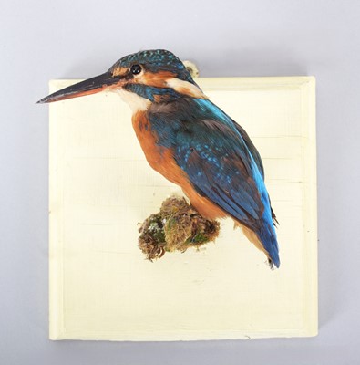 Lot 181 - Taxidermy: Common Kingfisher (Alcedo athis),...