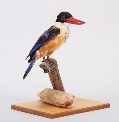 Lot 134 - Taxidermy: Black-Capped Kingfisher (Halcyon...