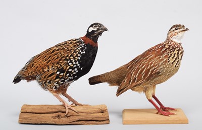 Lot 182 - Taxidermy: A Crested and Black Francolin...