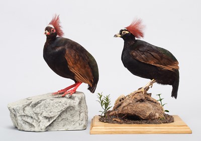 Lot 184 - Taxidermy: A Pair of Crested Partridge...