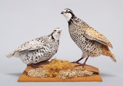 Lot 117 - Taxidermy: A Mexican Speckled Quail and a...