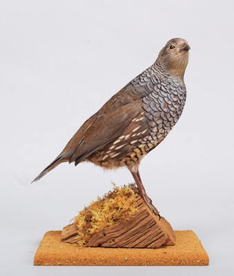 Lot 157 - Taxidermy: Scaled Quail (Callipepla squamata),...