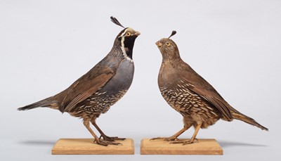 Lot 185 - Taxidermy: A Pair of California Quail...