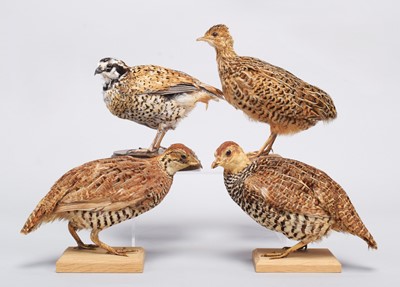 Lot 30 - Taxidermy: A Spotted Nothura, Snowflake...