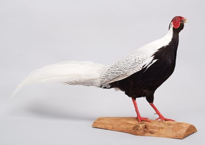 Lot 48 - Taxidermy: Silver Pheasant (Lophura...