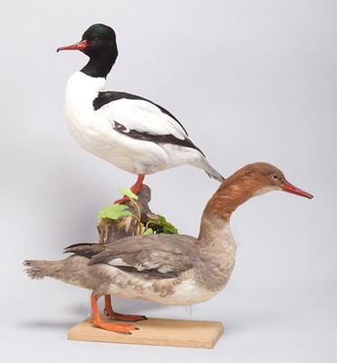 Lot 186 - Taxidermy: A Pair of Goosanders or Common...