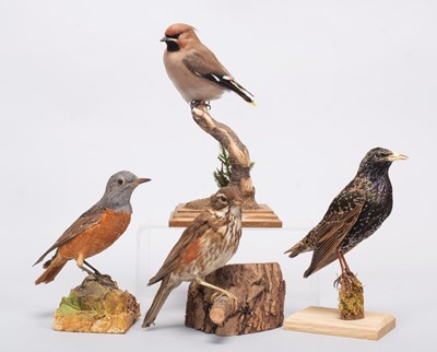 Lot 68 - Taxidermy: A Group of European Countryside...