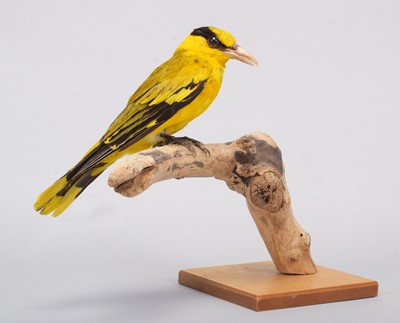 Lot 162 - Taxidermy: Black-Naped Oriole (Oriolus...