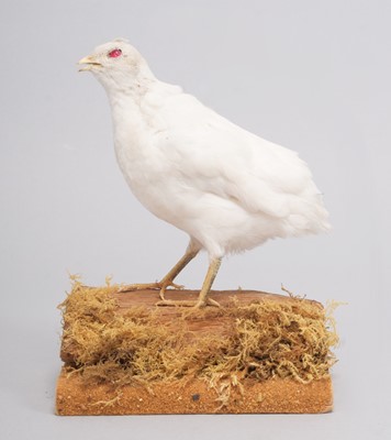 Lot 187 - Taxidermy: White Chinese Painted or King Quail...