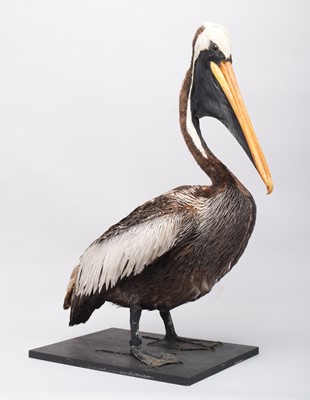 Lot 190 - Taxidermy: Brown Pelican (Pelecanus...