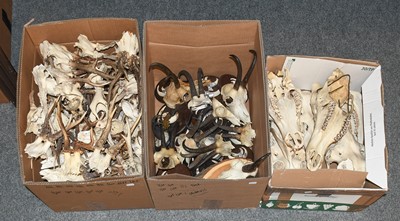 Lot 1114 - Antlers/Tusks/Horns: A Large Collection of...