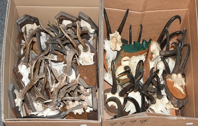 Lot 1119 - Antlers/Horns: A Collection of European...