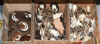 Lot 1118 - Antlers/Tusks: A Large Collection of European...