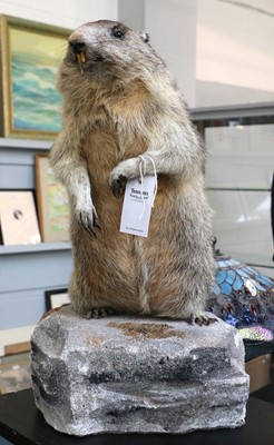 Lot 1101 - Taxidermy: Alpine Marmot (Marmota marmota),...