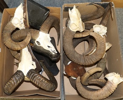 Lot 1115 - Antlers/Horns: European Mouflon (Ovis aries...