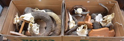 Lot 1155 - Antlers/Horns: European Mouflon (Ovis aries...