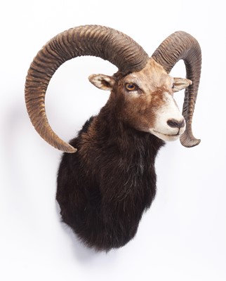 Lot 1122 - Taxidermy: European Mouflon (Ovis aries...