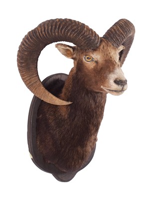 Lot 1144 - Taxidermy: European Mouflon (Ovis aries...