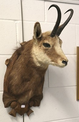 Lot 1117 - Taxidermy: Alpine Chamois (Rupicapra...