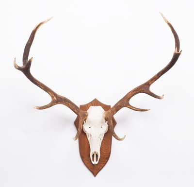 Lot 1120 - Antlers/Horns: A Set of Scottish Red Deer...