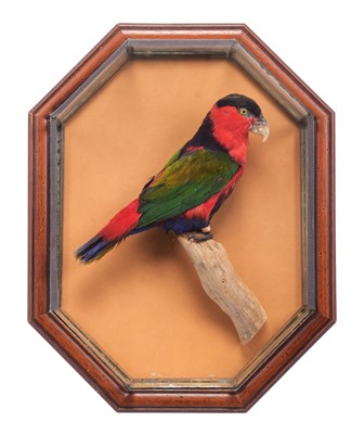 Lot 51 - Taxidermy: A Wall Cased Black-capped Lory...