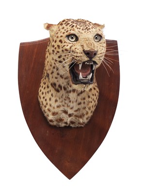 Lot 264 - Taxidermy: Indian Leopard (Panthera pardus...