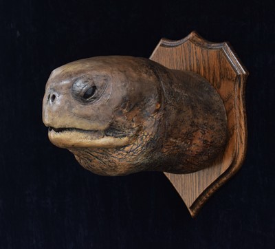 Lot 82 - Taxidermy: A Late Victorian Loggerhead Turtle...