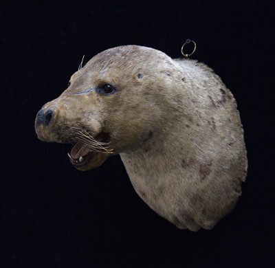 Lot 248 - Taxidermy: A Late Victorian Grey Seal Neck...