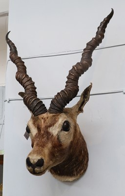 Lot 1091 - Taxidermy: A Late Victorian Rajputan Blackbuck...