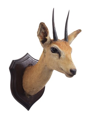 Lot 55 - Taxidermy: South African Steenbok (Raphicerus...