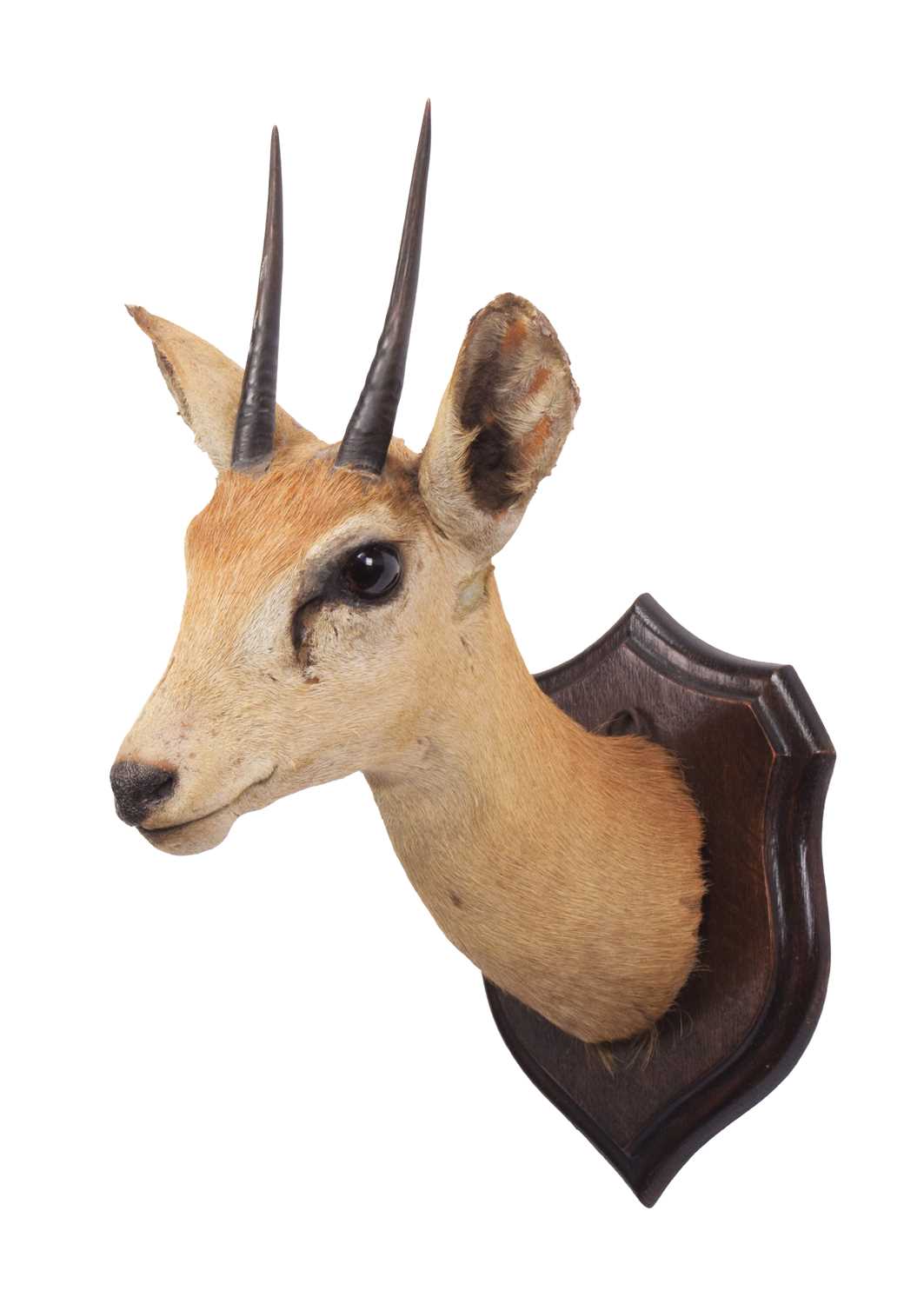 Lot 55 - Taxidermy: South African Steenbok (Raphicerus...