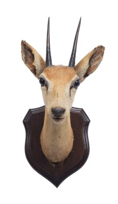 Lot 55 - Taxidermy: South African Steenbok (Raphicerus...