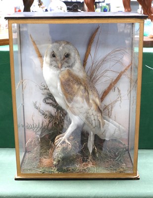 Lot 1095 - Taxidermy: A Late Victorian Cased European...