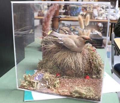 Lot 1098 - Taxidermy: A Cased Bohemian Waxwing...