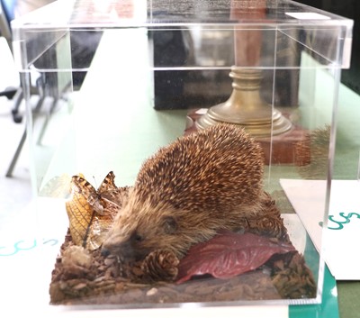 Lot 1104 - Taxidermy: A Cased European Hedgehog...