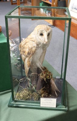 Lot 1092 - Taxidermy: A Cased European Barn Owl (Tyto...