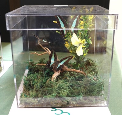 Lot 1102 - Entomology: A Cased Diorama of Australian...